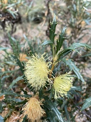 Banksia formosa