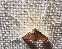 Antigastra catalaunalis