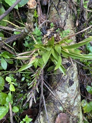 Guzmania monostachia