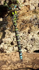 Aeshna cyanea