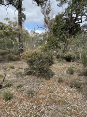 Banksia formosa