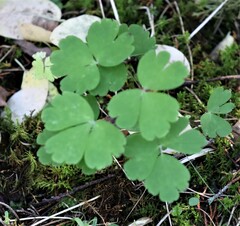 Aquilegia canadensis