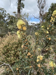 Banksia formosa