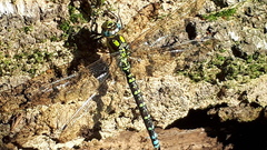 Aeshna cyanea