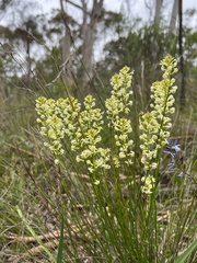 Stackhousia aspericocca