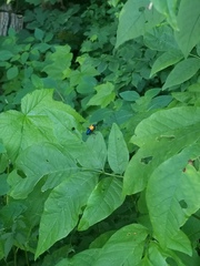 Desmocerus palliatus