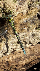 Aeshna cyanea
