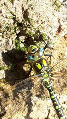 Aeshna cyanea