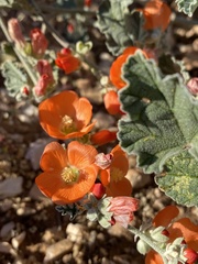 Sphaeralcea parvifolia