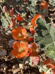 Sphaeralcea parvifolia