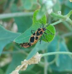 Tropidothorax sternalis