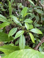 Miconia borinquensis