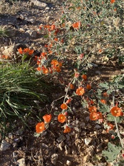 Sphaeralcea parvifolia