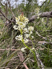Stackhousia aspericocca