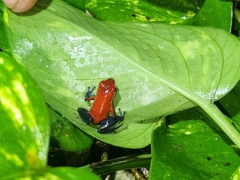 Oophaga pumilio