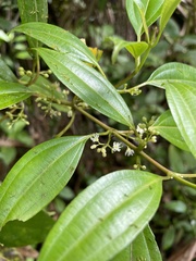 Miconia borinquensis