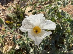 Argemone munita rotundata