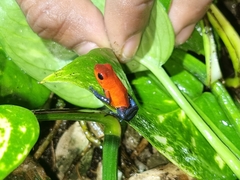 Oophaga pumilio