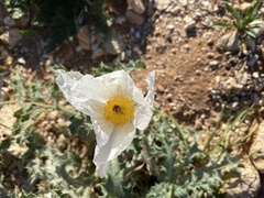 Argemone munita rotundata