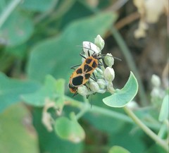 Tropidothorax sternalis