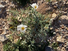 Argemone munita rotundata