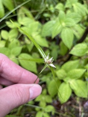 Rhynchospora radicans microcephala