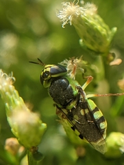 Hedriodiscus truquii