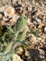 Argemone munita rotundata