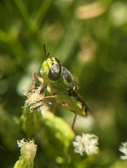 Hedriodiscus truquii