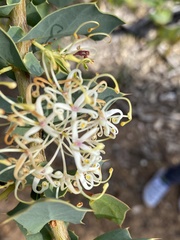 Hakea amplexicaulis