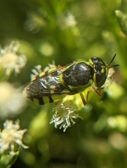 Hedriodiscus truquii