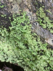 Cladonia ochrochlora