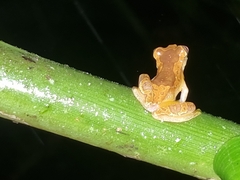 Dendropsophus ebraccatus