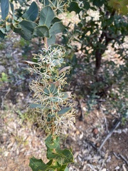 Hakea amplexicaulis