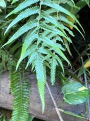 Christella acuminata