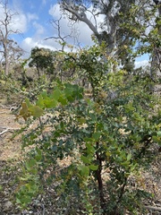 Hakea amplexicaulis