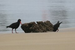 Haematopus fuliginosus