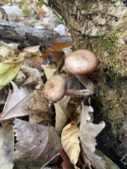 Armillaria gallica