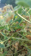 Tropidothorax sternalis