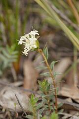 Pimelea humilis