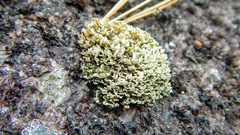 Cladonia strepsilis