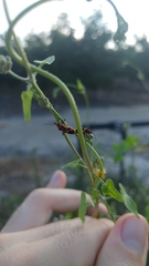 Tropidothorax sternalis