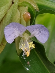 Commelina paludosa