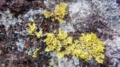 Vulpicida juniperinus