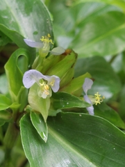 Commelina paludosa