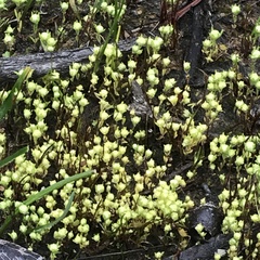 Siloxerus multiflorus