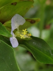 Commelina paludosa