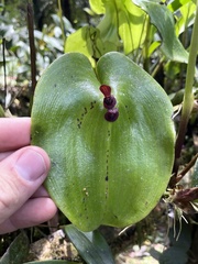 Pleurothallis cordata