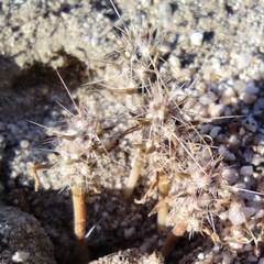 Cylindropuntia