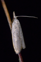 Paramorpha marginata